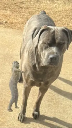 Cane Corso HT