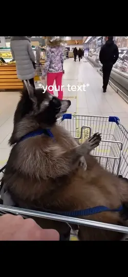 Lazy raccoon