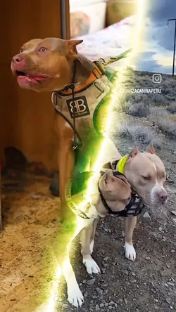 #pitbull
