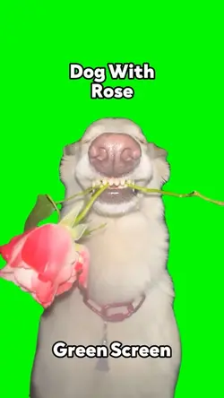 Dog With Rose 