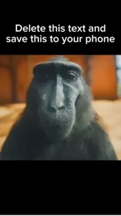 Monkey Rizz