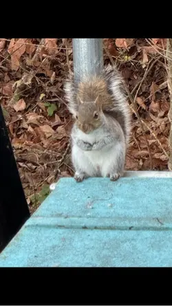 Squirrel 
