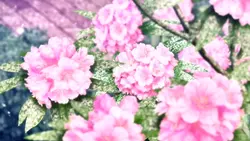 Suzume