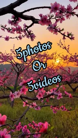 5photos/videos