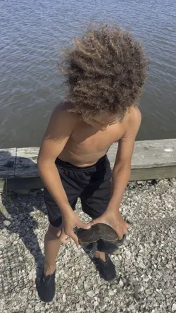 Turtle