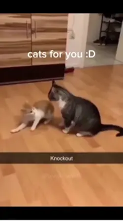 kitties