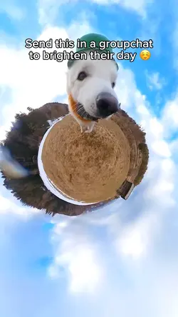 Goofy dog run