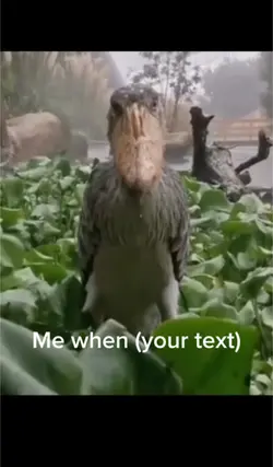 Staring bird