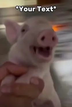 Pig Meme