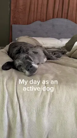 day in the life Dog 