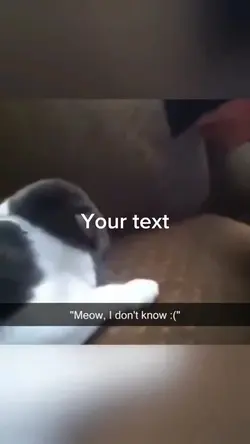 Cats talking videos 