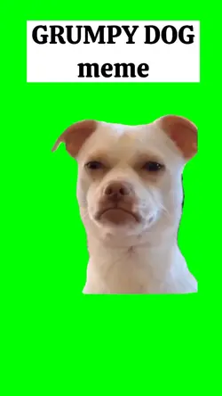 GRUMPY DOG meme