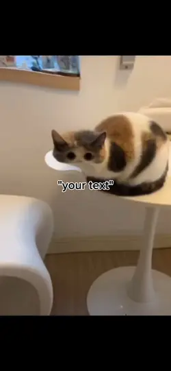 cat filter meme
