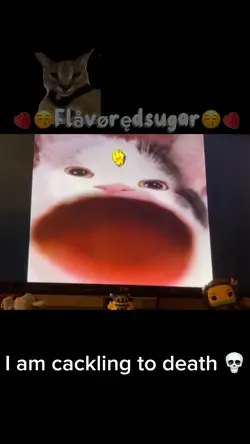 BELUGACAT