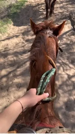 Quarter horses 😻❤️