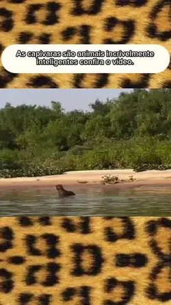 Animais selvagens 