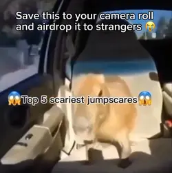 Funny capybara