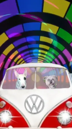 Driving VW Bus