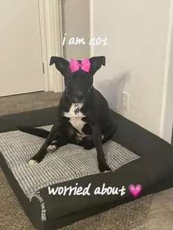 Little puppy