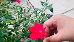 Rose Flower