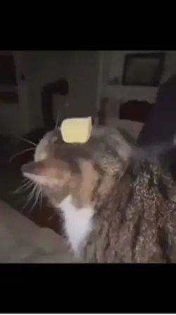 ButterCat