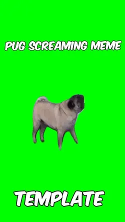 Pug screaming meme 