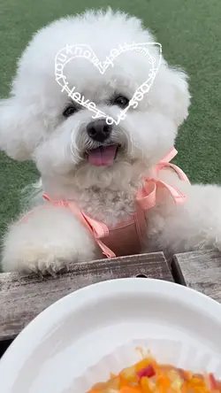 Pet trend