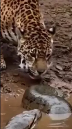 Leopard & Python