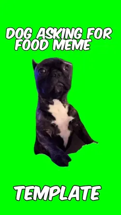 Dog asking for food