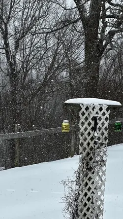 Betty in the snow