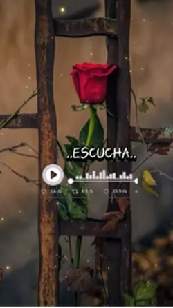 🌻♥️🎵