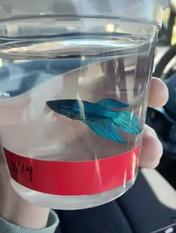 Meet my new fish!