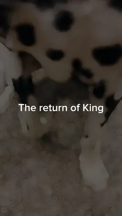 King is back  