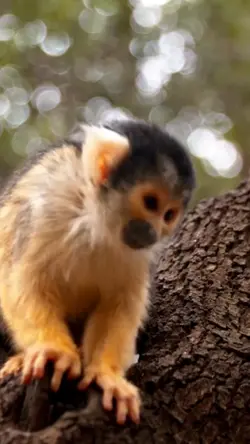 Macaquinhos 