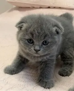 Husky x grey cat