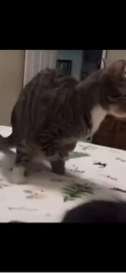 Cat dinosaur 
