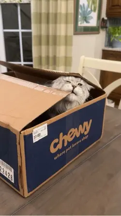 Cardboard fort