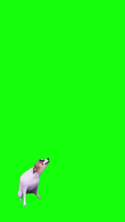 meme dog só fé 
