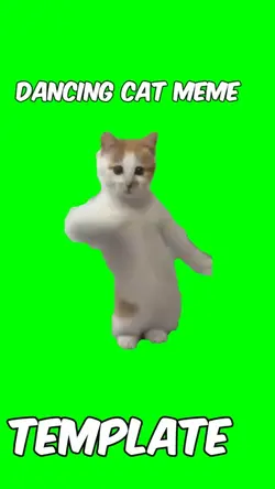 Dancing cat meme 