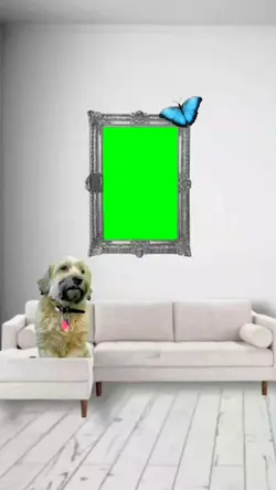 Tela verde