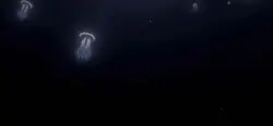 Kokomi