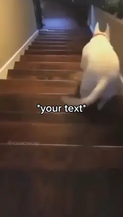 Dog stairs 