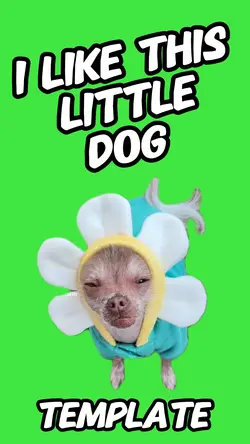 Flower Chihuahua 