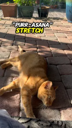 Cat Yoga 🧘♀️ 😻