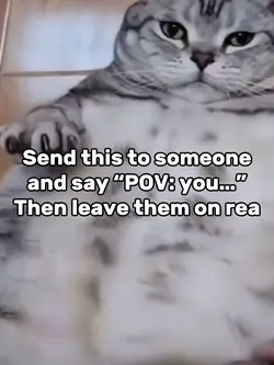 Super Fat Cat