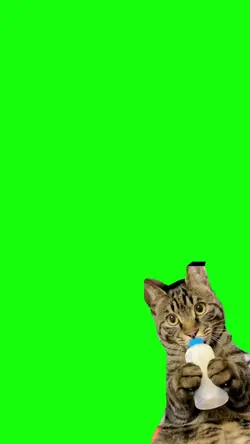 gato mamando 