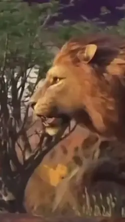 TikTok lion