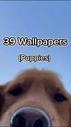 Puppies