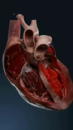 Anatomia Coração 