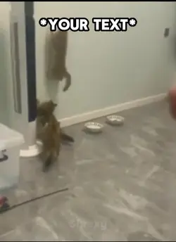 Cat Climbing Meme